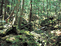 ジブリの森!!思わず青木ヶ原樹海に行きたくなる