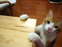 高速カリカリ。ニャンコらしくない動きをする猫の動画にほんわかしましたｗ