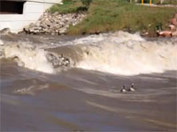 流れの激しい川でガチョウたちが大変なことになってる