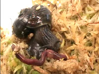 カタツムリの捕食動画。素早い動きでミミズを捕える珍しいカタツムリ