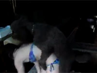 ビキニ娘にターゲットロックオンしたプードル犬、はばかることなく×××