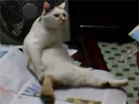 仕草が完全におっさんなニャンコ。これ中に小さなおっさん入ってるだろｗ