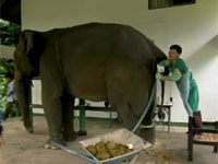 ゾウから精子を採取する映像。これは・・・。