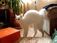 あり得ない動きでフェードアウトするネコ。なにをどうしてそうなったｗ