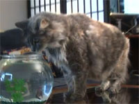 空からサメが飛んできてビックリするニャンコ。RCフライング・ニモ＆シャーク