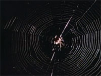 強靭なクモの糸の前では哺乳類であるコウモリも成す術なし