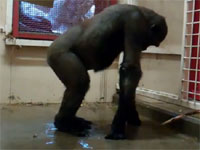 ブレイクダンスでブレイクしちゃったゴリラ