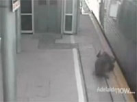 確実に死んだかと思ったけど超絶でギリギリセーフだった動画。電車vs人間。