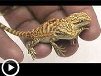 世界で発見された奇形動物10