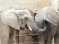 ゾウさん、ソコにお鼻を突っ込んではいけません