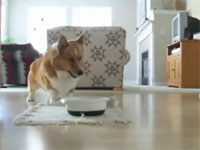 エサをもらえるとうれしさの余り、踊りだす犬