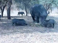 サイ凶。動物映像。サイの餌を狙ったイノシシが尖ったツノで突き上げられる