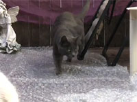 ぷちぷち地雷原に翻弄される猫たち