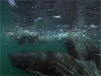 ザトウクジラがニシンの群れを一口で丸飲みにしてしまう瞬間