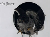 ギリギリサイズの穴を勢い良く通り抜ける鷹のスローモーション映像。