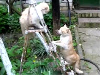 百烈拳を使うネコと一撃必殺を狙うネコの戦い。ロシアはニャンコもおそロシア