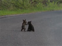 路上にてクマ２匹が激しくバトル、ストリートファイト