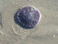 不思議な生物動画。カシパンという生き物を知っていますか。超ペッタンコ。