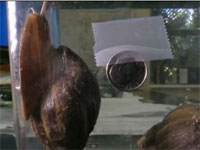 アウトブレイク！巨大で有毒、脅威の繁殖力を誇る「アフリカマイマイ」がマイアミで大量発生中