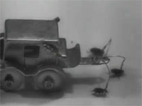 1949年にパリで実際に行われていたノミのサーカスの貴重な映像。