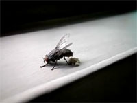 イエハエがウジを出産する衝撃映像（閲覧注意）