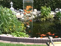 鯉にも好奇心ってあるのだろうか。池に垂直水槽を設置したらみんな集まった