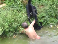 酔っ払った男性が動物園の猿の檻に落下。サルたちに襲われてしまう映像。