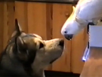 台所で盗み食いをしていたオウム、物欲しそうな目で見つめる犬に口移しで分け与える「おまえもこれで共犯な」