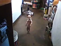 ちょｗマジで！？ダンスをするチワワが可愛すぎると話題に。これは凄い