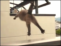 家主に見つかりベランダから逃走を図るネコが・・・。この後どうなったｗ