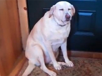 2011年最も再生された映像ベスト15（パート2）