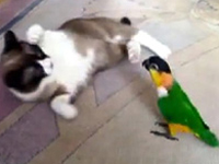 猫に果敢に勝負を挑むインコ