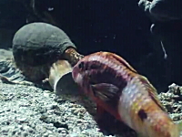 静かに忍び寄り魚を丸飲みするイモガイの捕食動画。口でかすぎ怖い