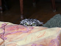 そ〜っと覗いてそ〜っと隠れるニャンコが可愛い動画。めっちゃ確認してるｗ