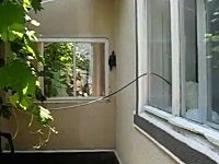 落ちたら死ぬぞ。彼にとってその高さは命取りだと思う。壁登りカメさん動画。