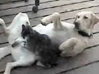 猫「もみもみ」 ワンコ「あっ・・そこ・・・そこ良い・・・あっ」