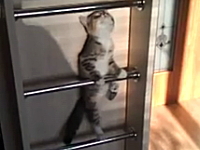 これはカワイイ。ハシゴを登る為に子猫がマスターした技。背中ムズムズ登り