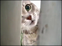 ヤバい。本気になったニャンコは怖いｗ猫に襲われるカメラマンｗ