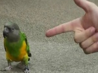 バン！ エサさえあれば、完璧な死んだ振りを披露するオウム。