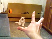 ハンドパワーの力に操られてしまうネコの映像。最後のお前はでてくんなｗ