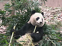 食事中にちょくちょく「ザ・ワールド時を止める」を使われるパンダｗ