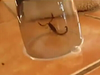 解決できない困難に迫られるとサソリは自分の毒で自殺する？興味深い映像