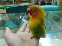 飼い主の手の上で自慰行為を行うインコちゃん。最後は果ててグッタリｗ
