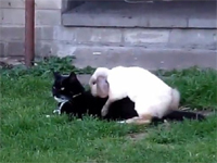 発情期のウサギが猫をレ●プしているドン引き映像