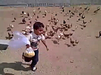 これはトラウマるな。たくさんのニワトリに追い掛け回されているオトコノコ。