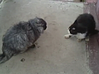 A「マーオ」B「マーオ」AB「ギャフベロハギャベバブジョハバ」 コピペは正しい