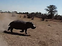 野生のカバに襲われたサファリジープ。突進頭突きで車のボディに穴が開く。