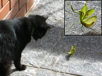 荒ぶるカマキリのポーズ！威嚇してるぞ！怖いだろ！ネコ「ニャンだこれ！」
