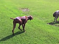 悲しすぎるイヌ「忍び足」の見本のような慎重さで近づくも・・・。まさかの・・・。