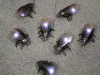 日本一の嫌われ者ゴキブリがラジコンに・・・。USB赤外線「ゴキラジ！」発売。